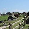 2014-05-31 13.35.41  the farm has animals
